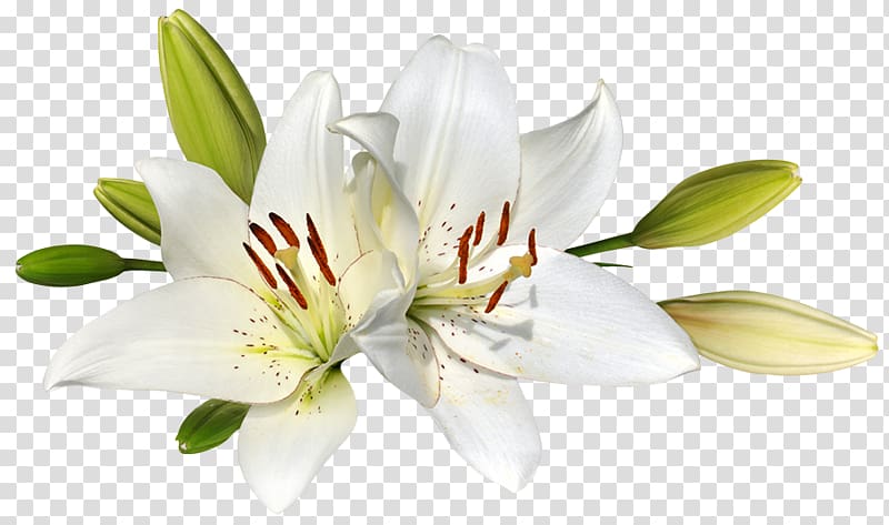 White lily flowers.