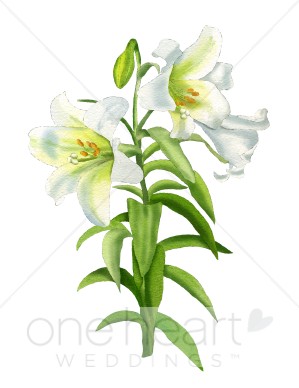 Easter lily clipart.