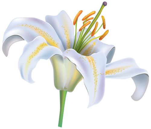 clipart lilies flower