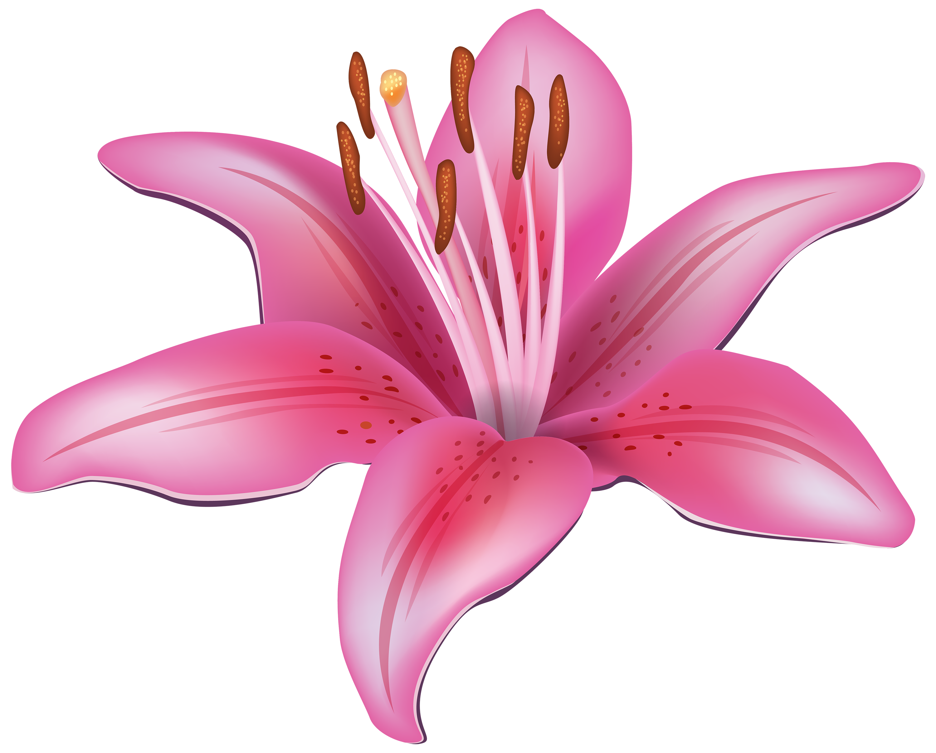Pink Lily Flower PNG Clipart