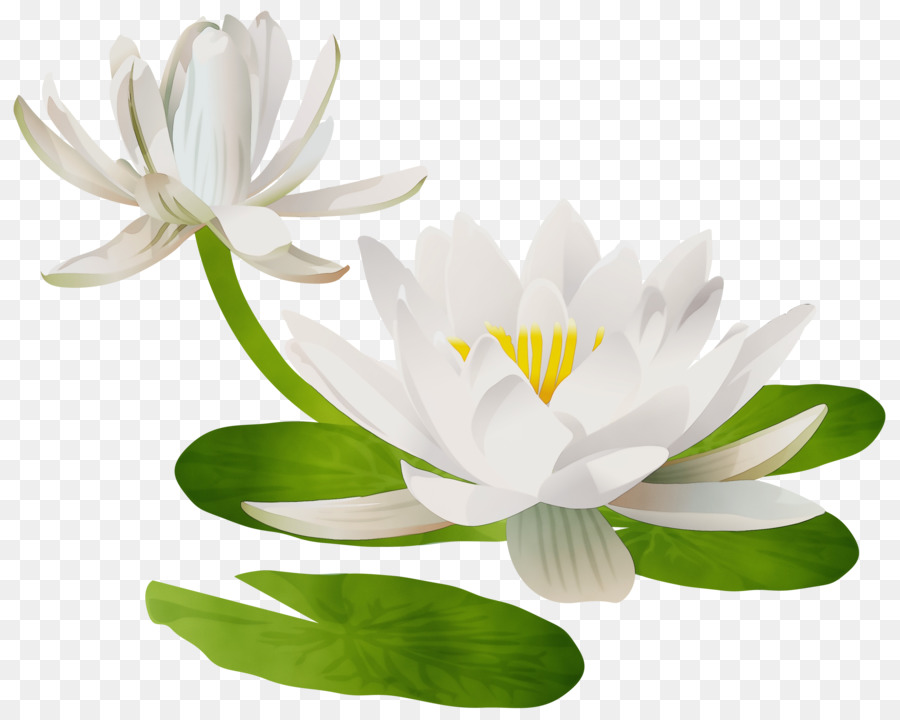 clipart lilies lily pad
