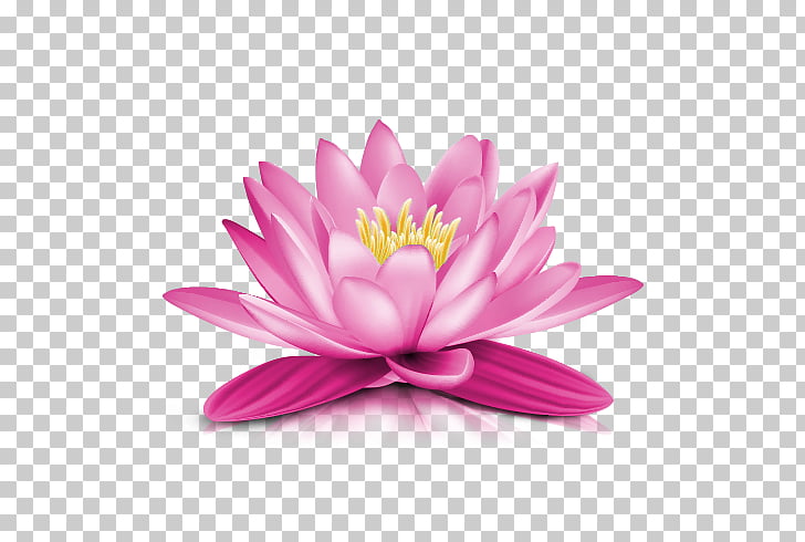 Water lily , Water Lily Transparent , pink lotus flower