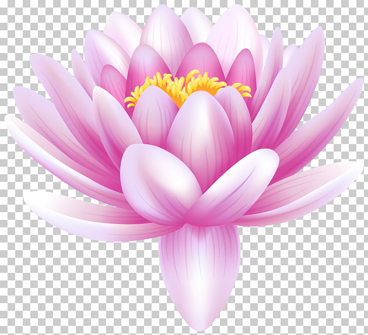 Water lilies Lily Flower , Water Lily Transparent , pink