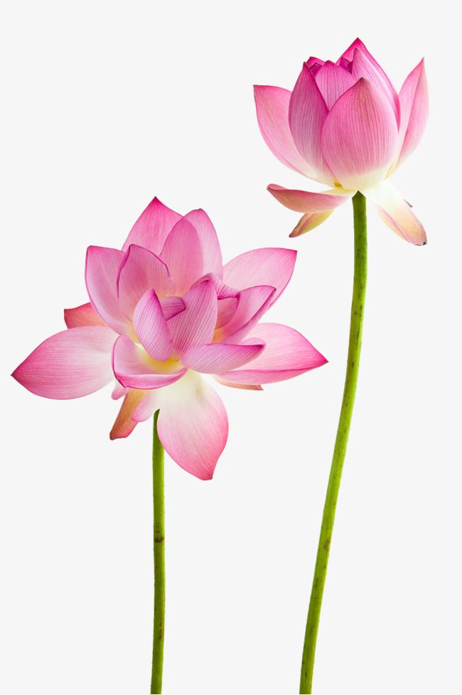 Lotus Flowers, Lotus Clipart, Flowers, Lotus PNG Transparent