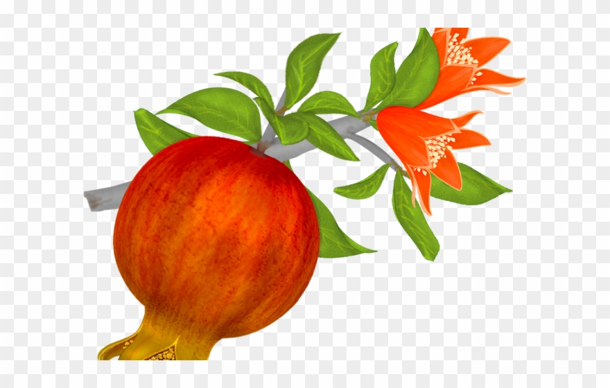 Lily Clipart Pomegranate Flower