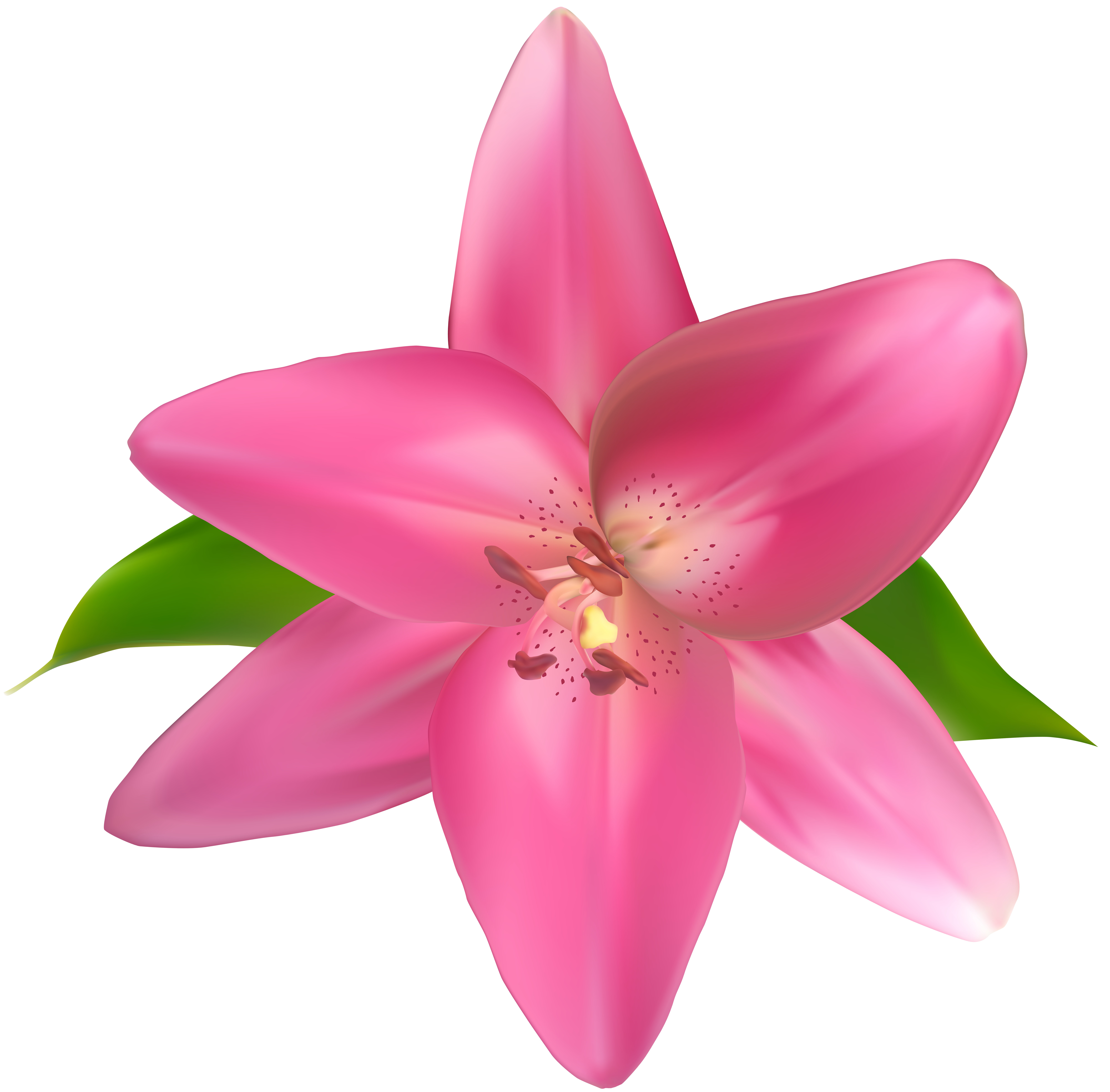 Lily clipart pomegranate flower, Lily pomegranate flower