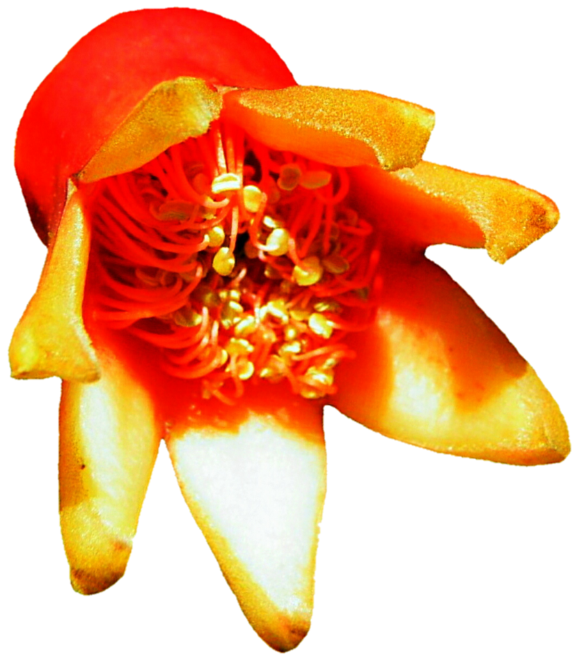 Lily clipart pomegranate flower, Lily pomegranate flower