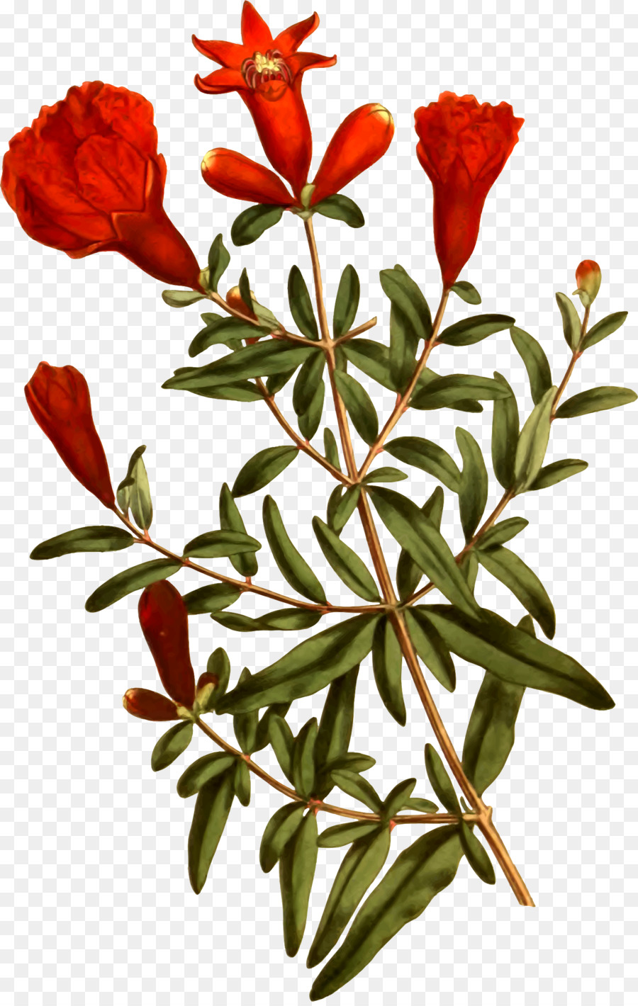 clipart lilies pomegranate flower