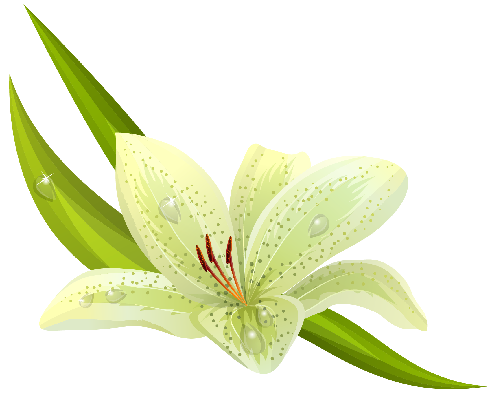 Lily clipart realistic flower, Lily realistic flower