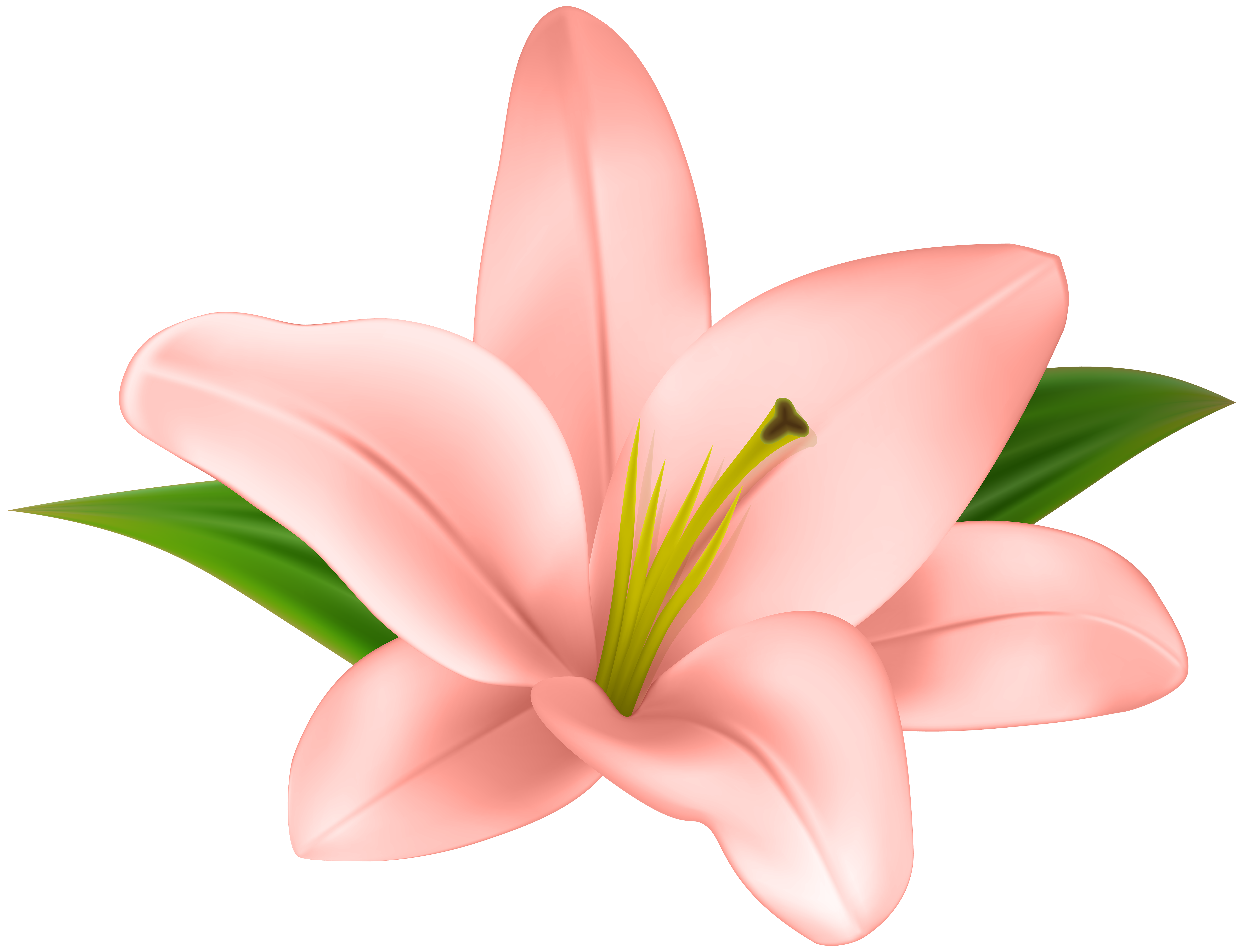 clipart lilies realistic flower