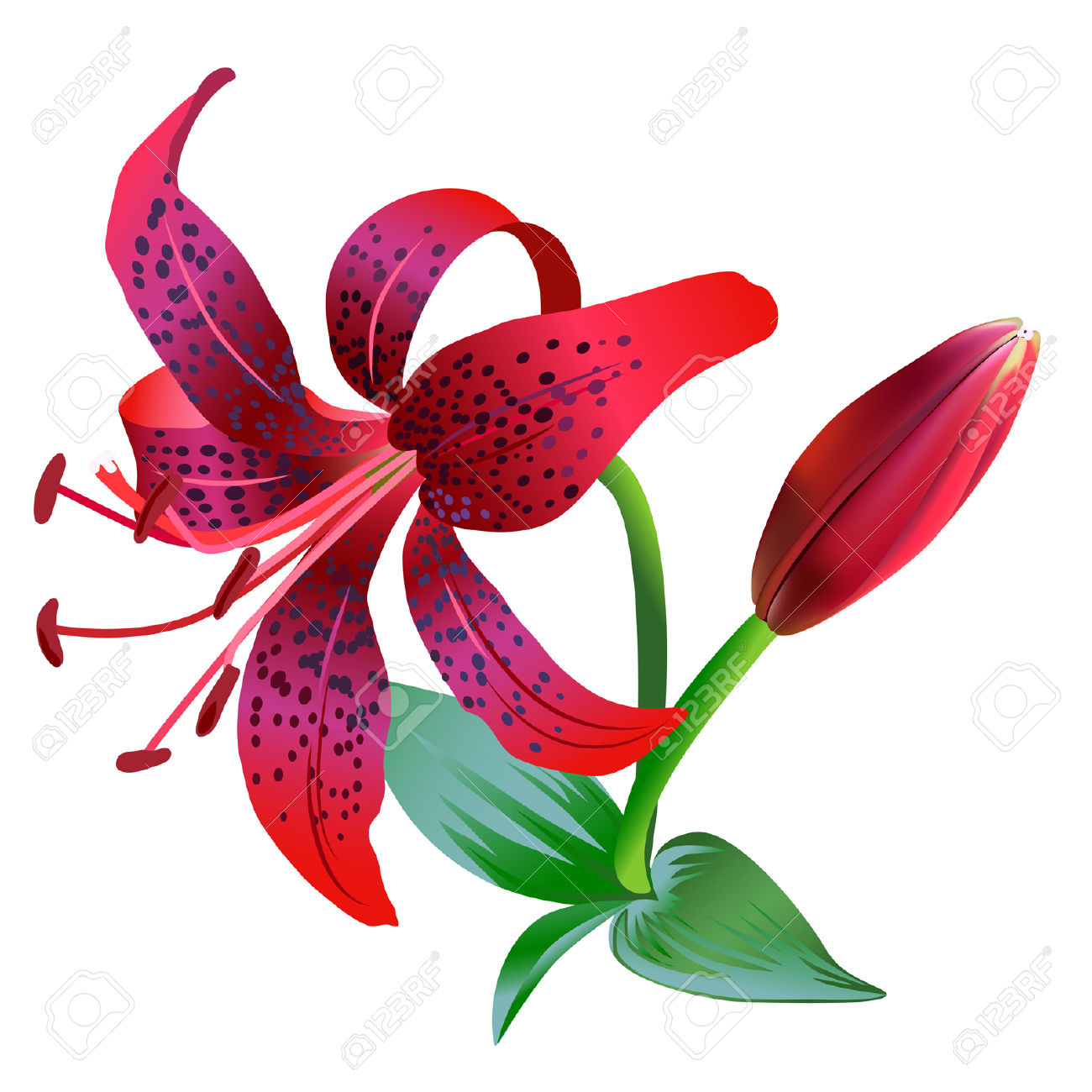 clipart lilies red