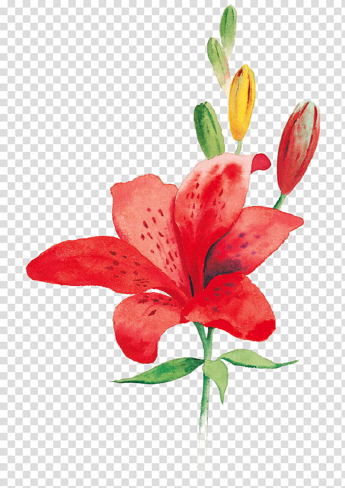 Like a Flower a Tree, red lily flower art transparent