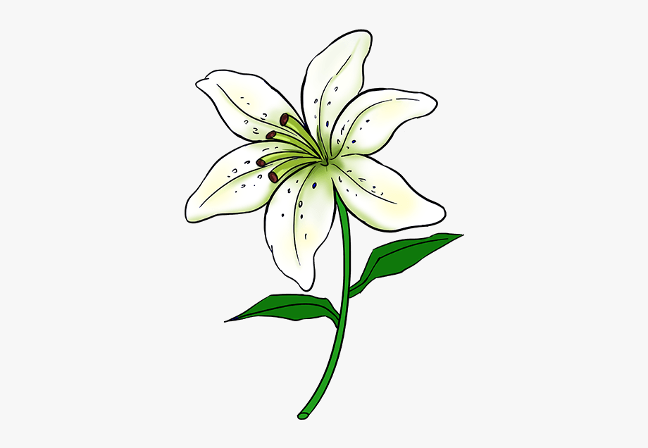Drawing Lilly Lily Flower