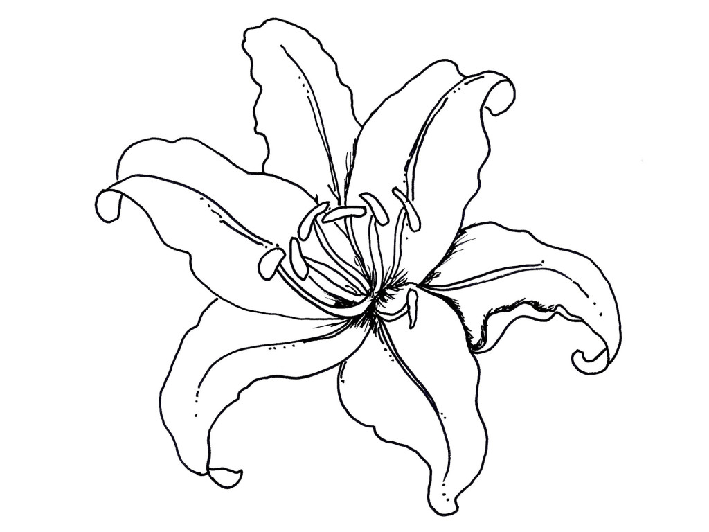 Free cartoon lily.