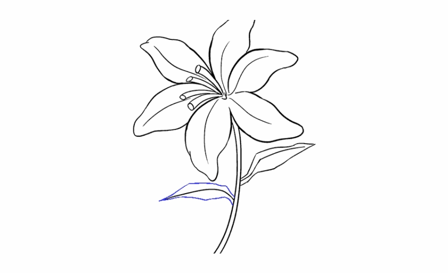 Drawn Lily Easter Lily