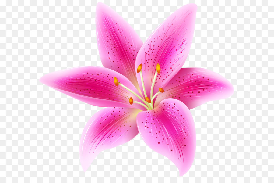 Lilium stargazer pink.