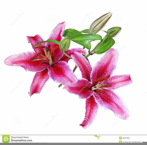 clipart lilies stargazer lily
