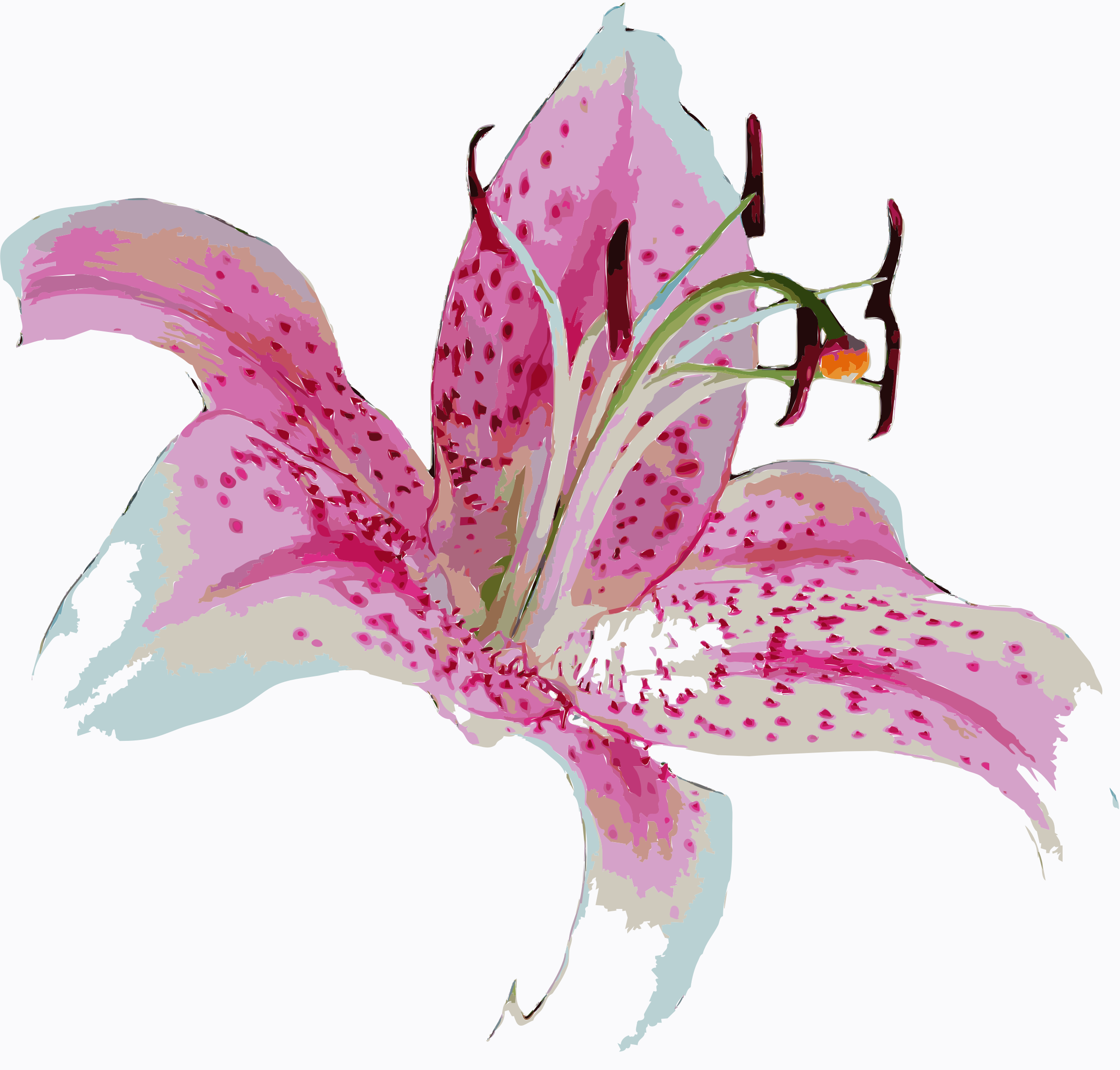 Free Cliparts Stargazer Lilly, Download Free Clip Art, Free