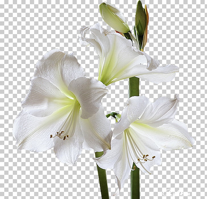 Condolences God Sympathy Grief Death, white lily PNG clipart