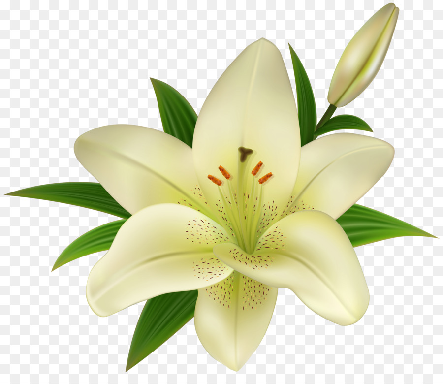 Madonna Lily Easter lily Clip art
