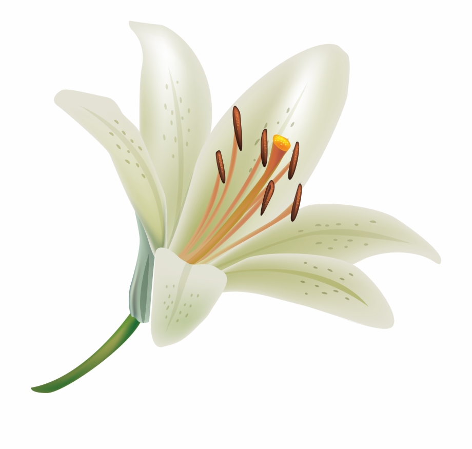 White Lily Flower Png Clipart
