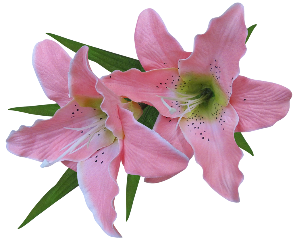 Transparent pink lily.