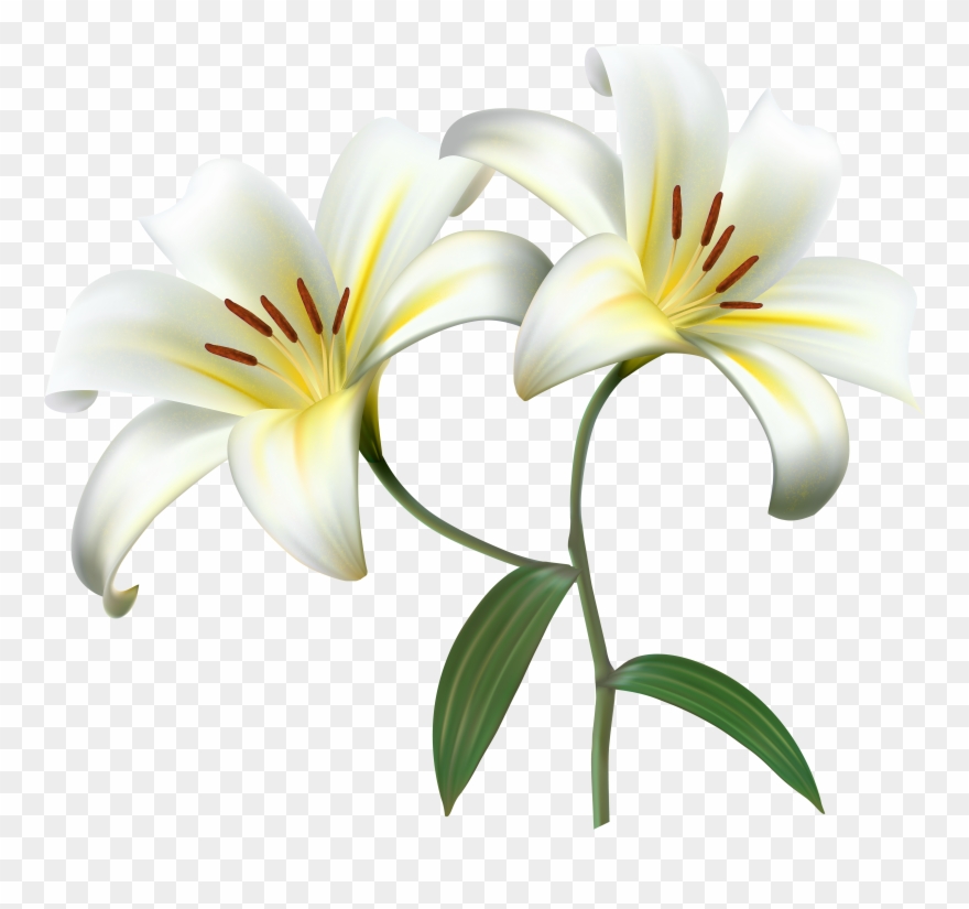 White Lilium Flower Decorative Transparent Image