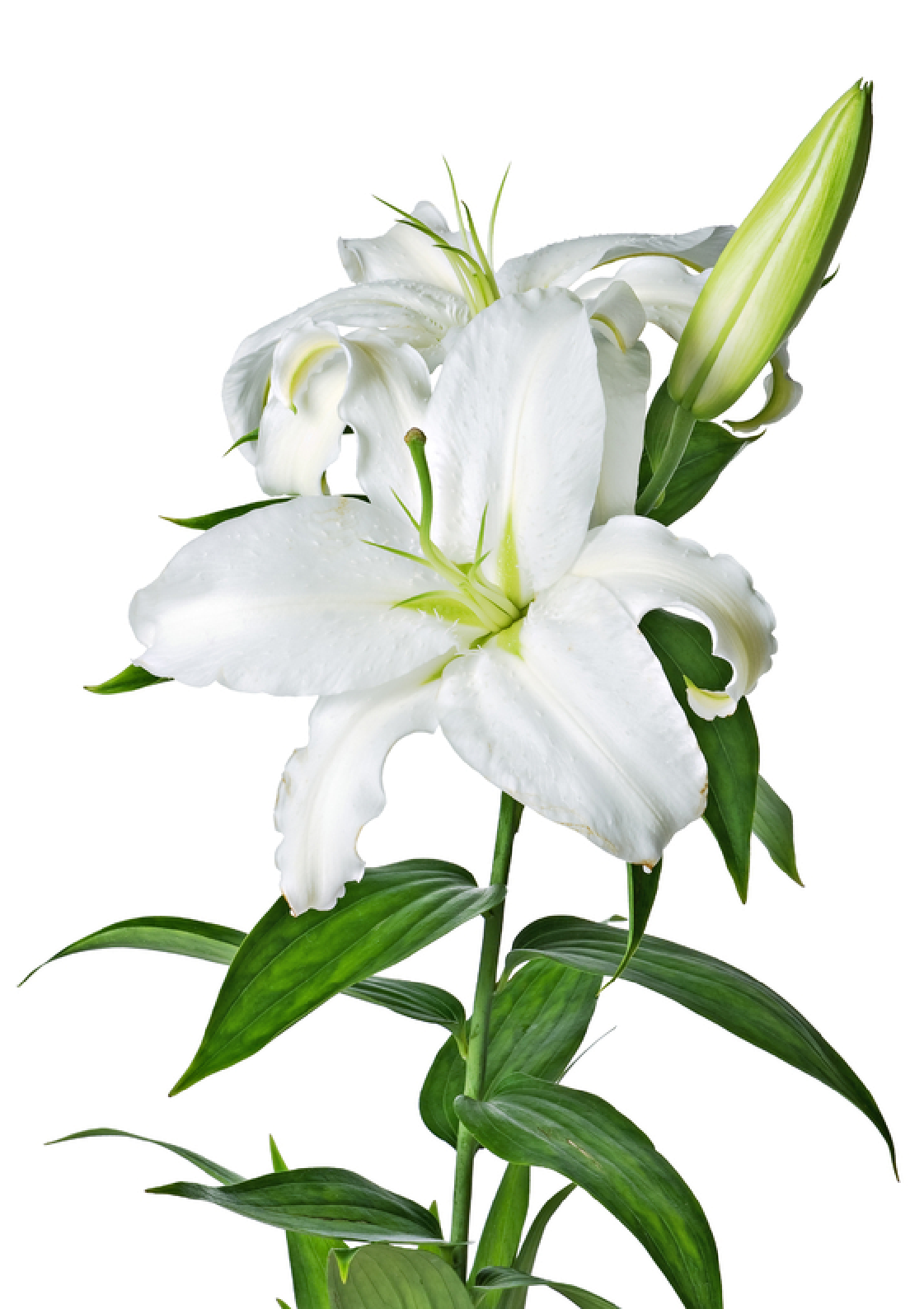 Lily PNG Images Transparent Free Download