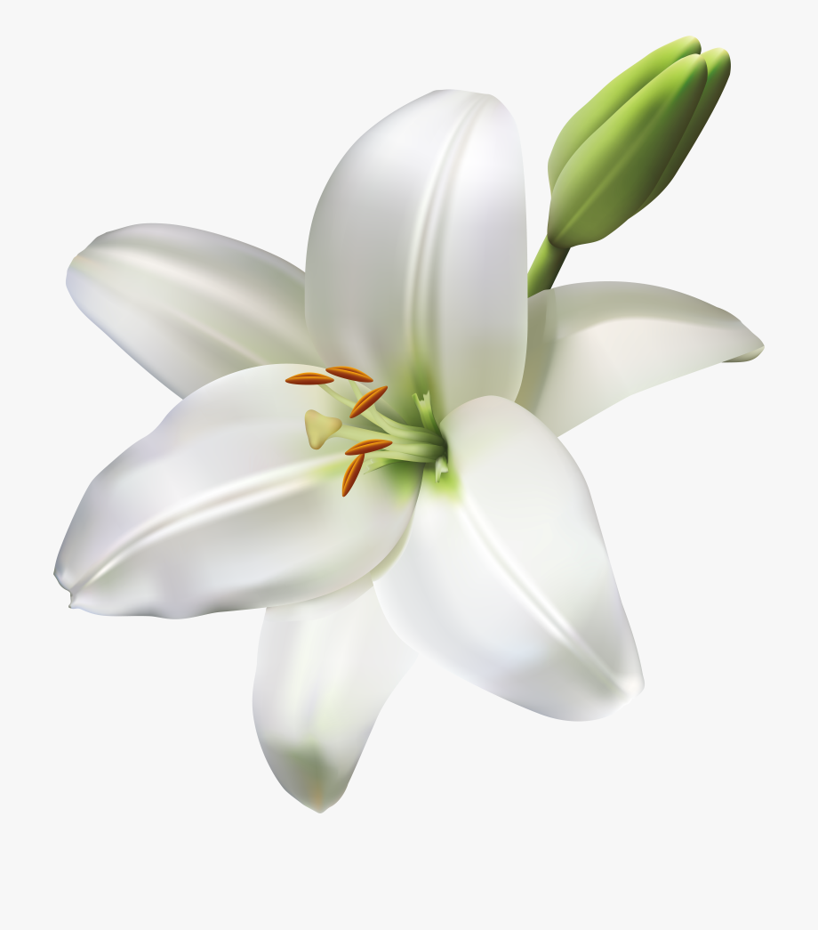 Flowers png clipart.