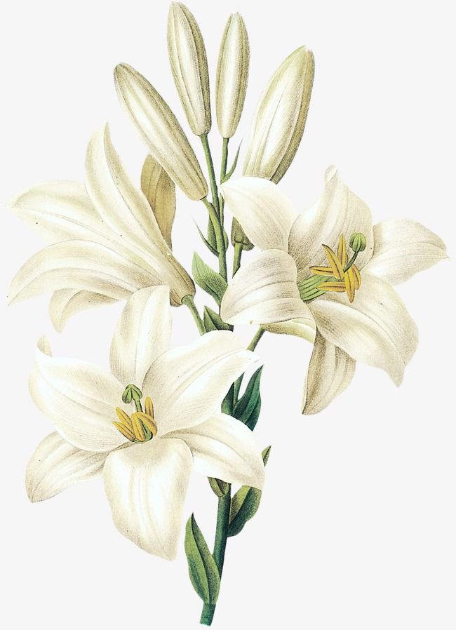 Sesame White Lily Flower, Flower Clipart, Hand Painted