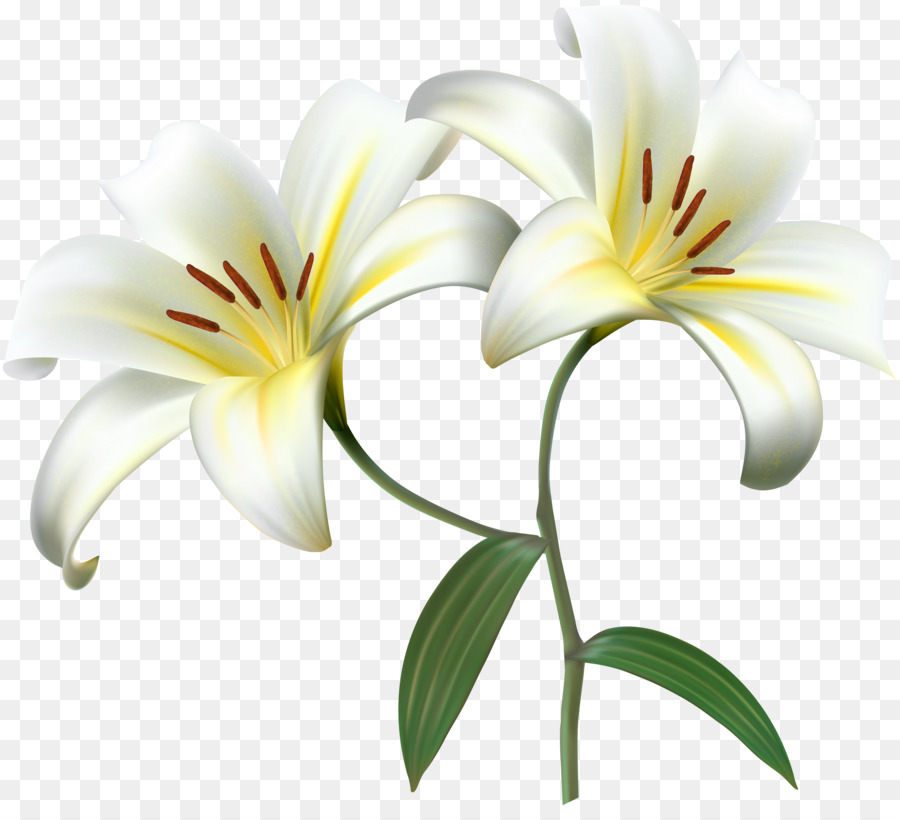 White Lily Flower clipart