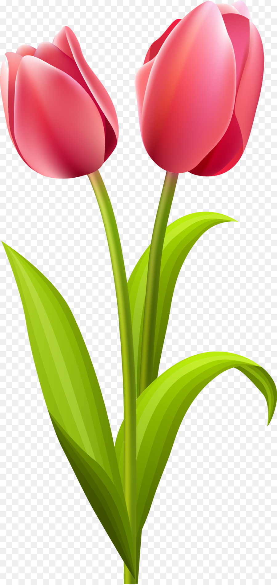 Lily Flower Cartoon png download