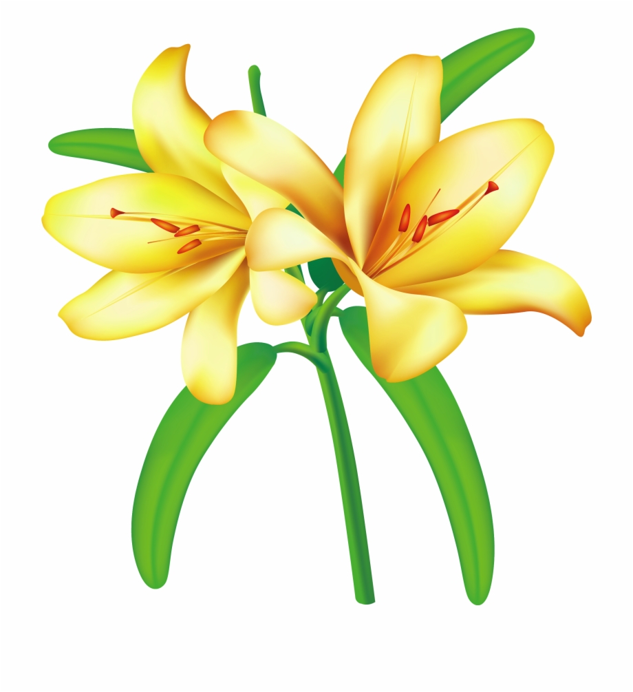 Clip Art Yellow Flower Flowers Png Lilium