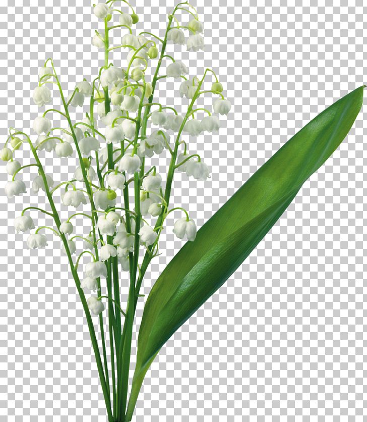 Lily Of The Valley Flower Lilium PNG, Clipart, Arumlily