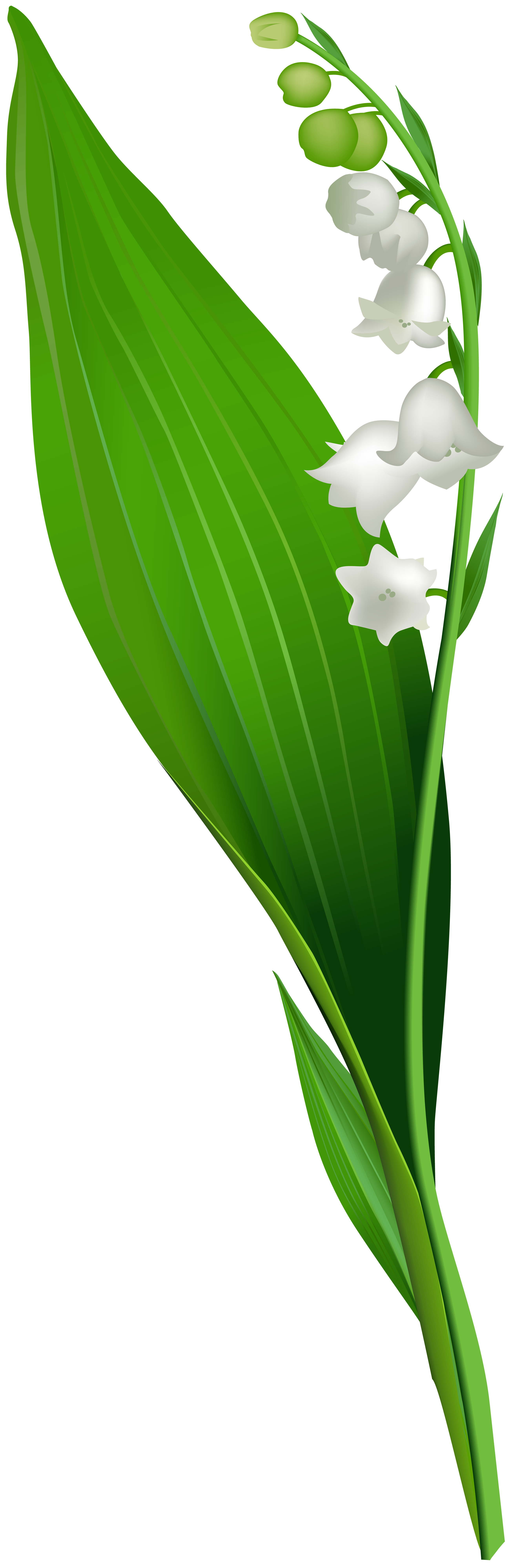 Lily of the valley clipart clipart images gallery for free