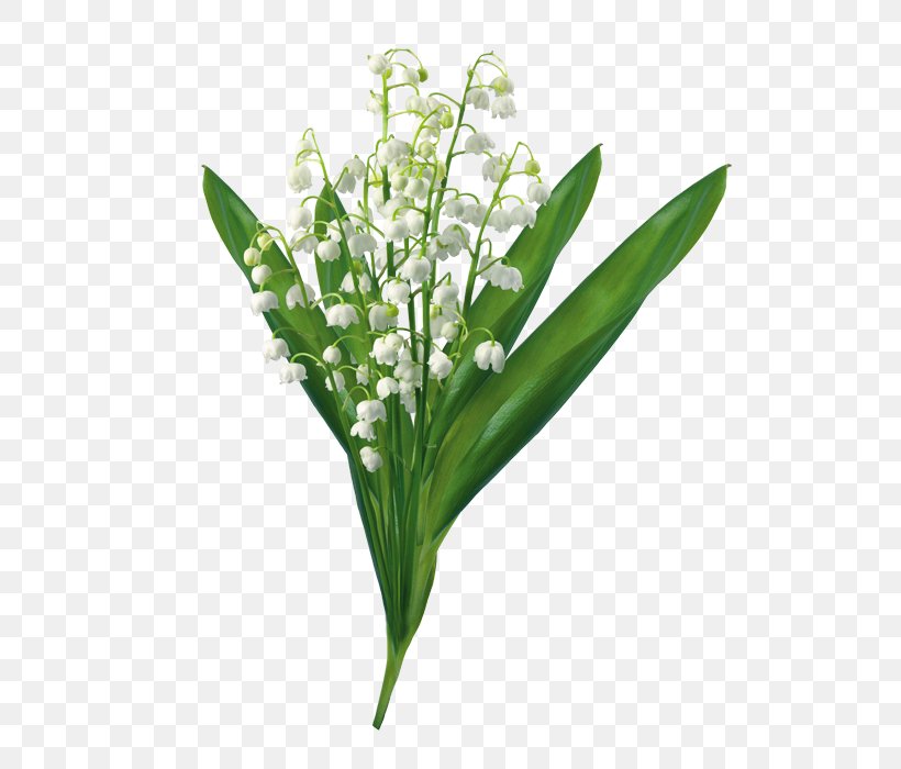 Lily Of The Valley Clip Art, PNG,