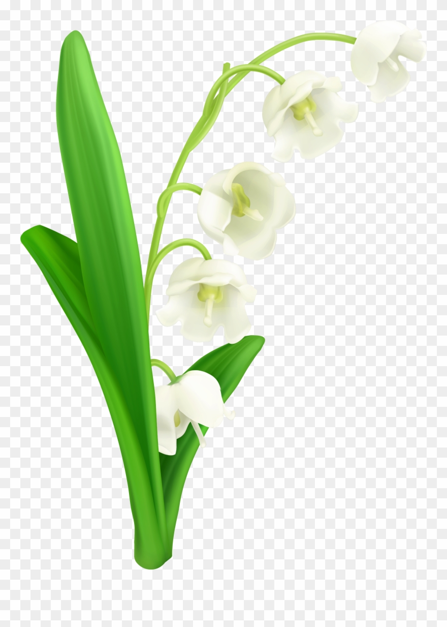 Lily Of The Valley Png Clipart Gallery Yopriceville