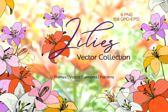 Lilies vector collection.