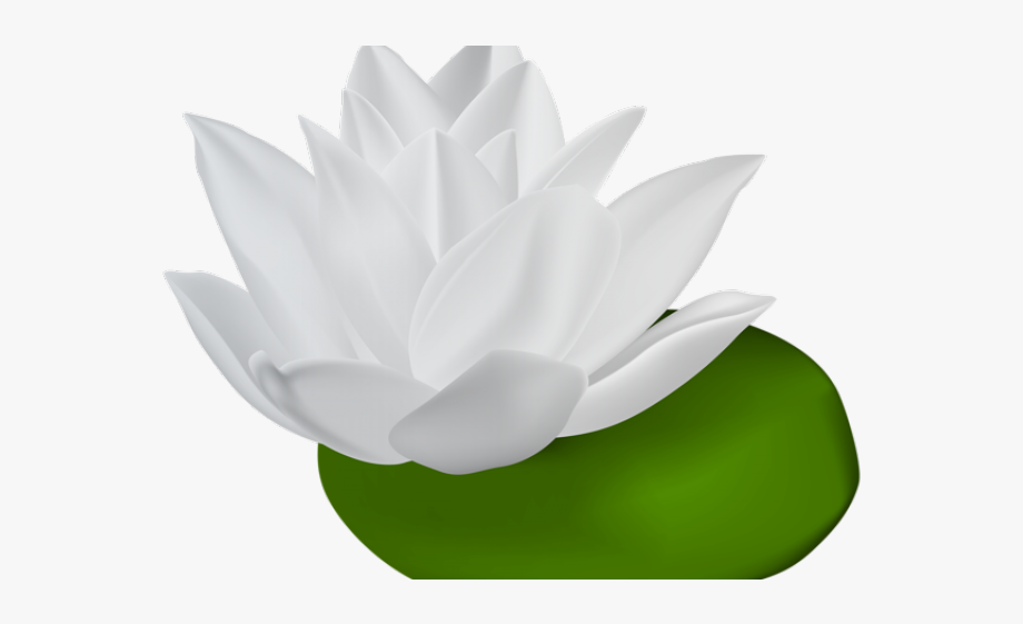 Lily clipart water.