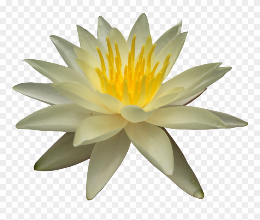 Water lily png.