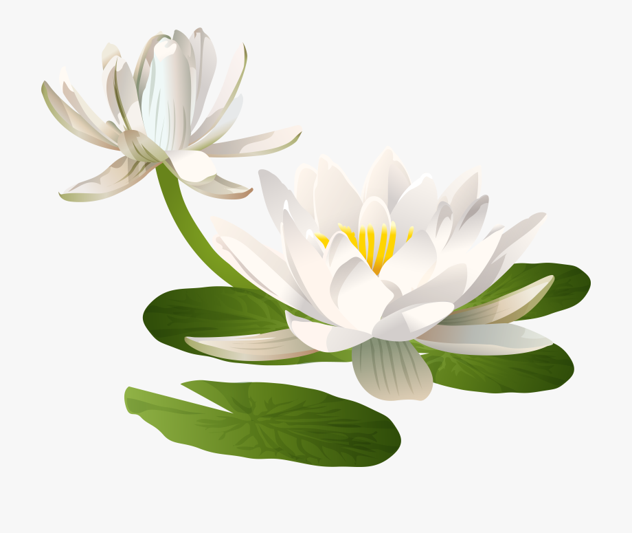 Water lily png.