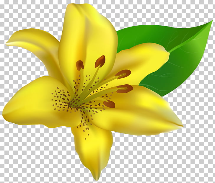 Lilium , Yellow Lilium Transparent , yellow lily flower