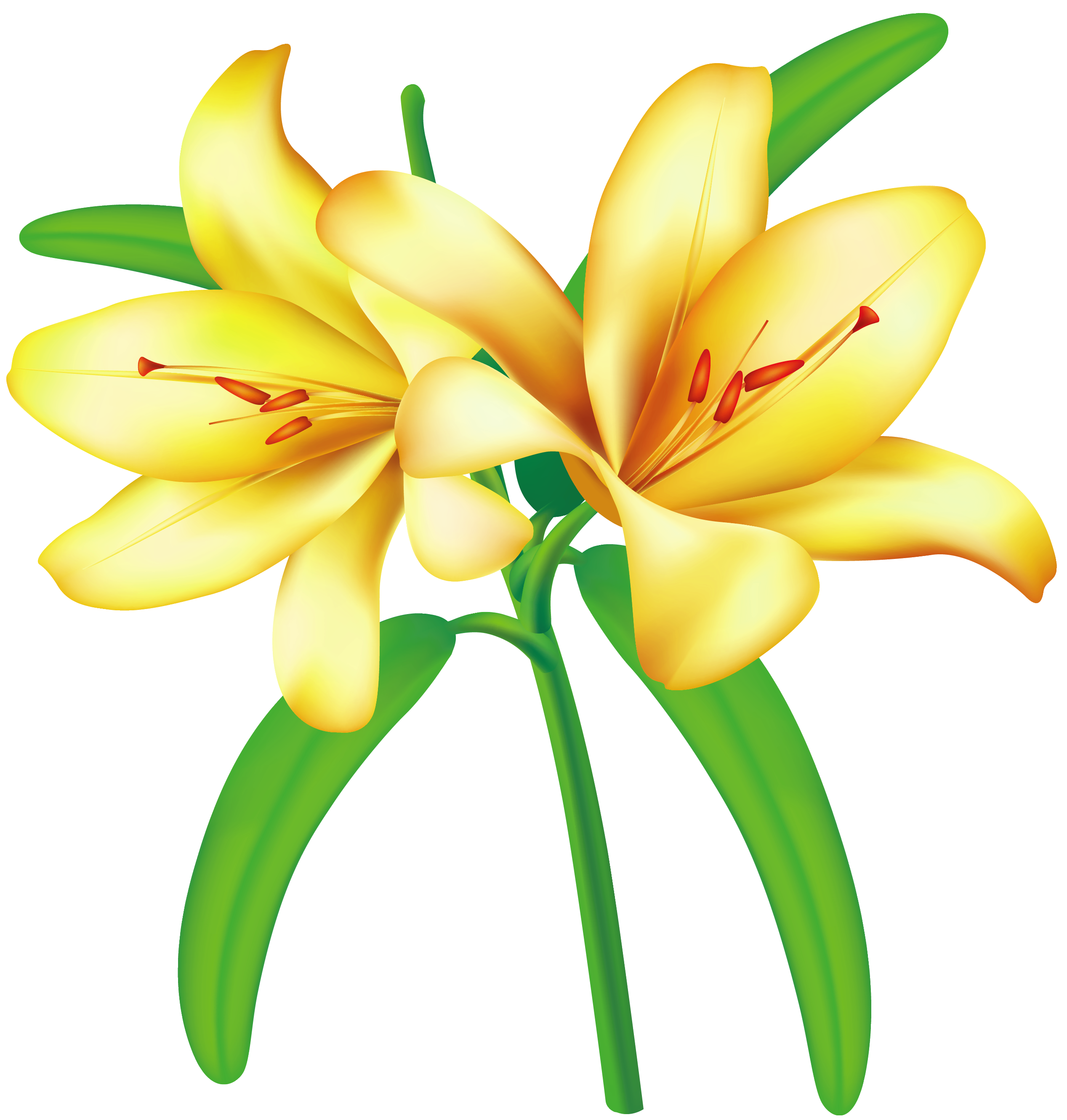 Yellow Lilium PNG Clipart Picture