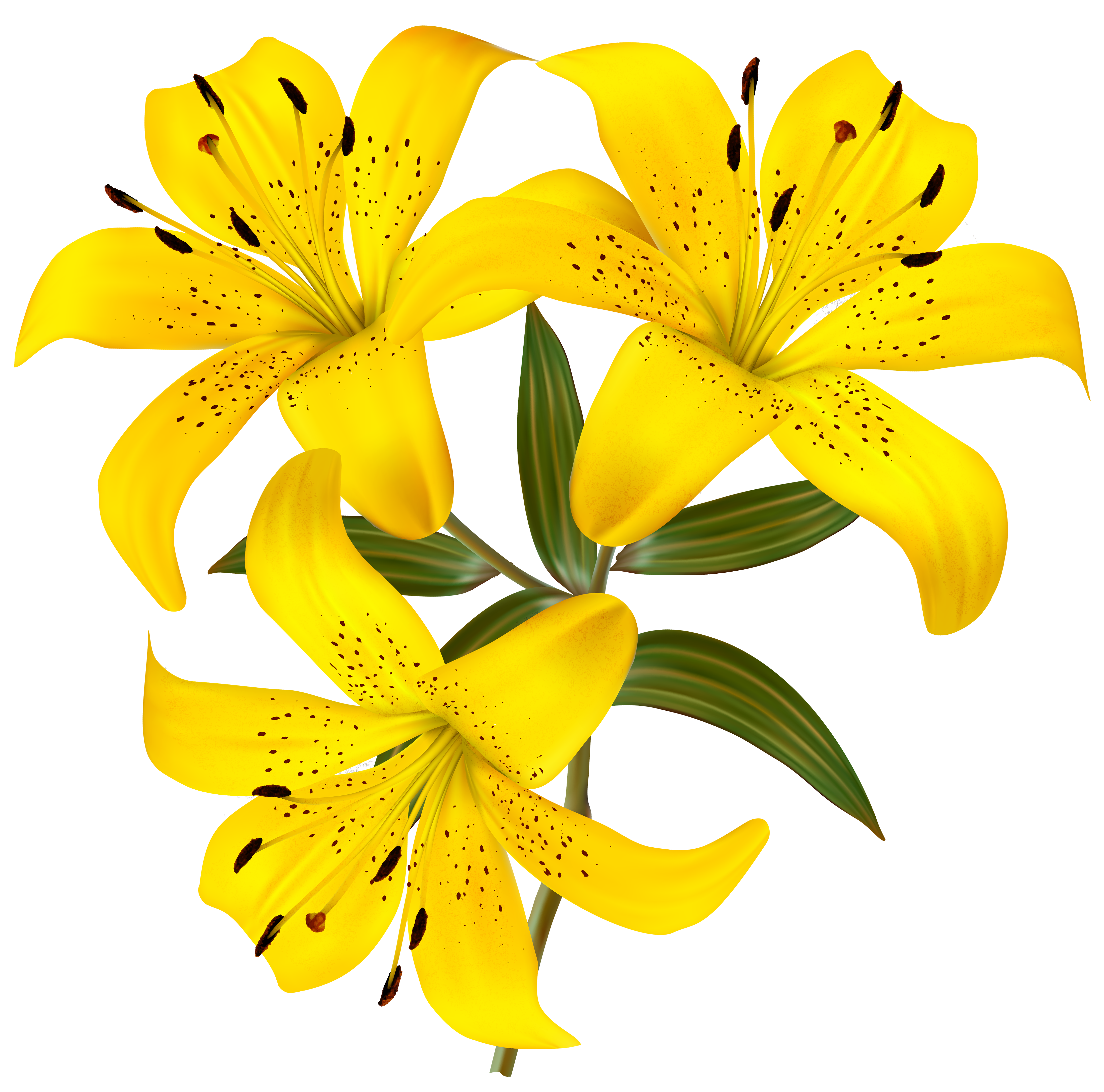 Yellow lilies png.