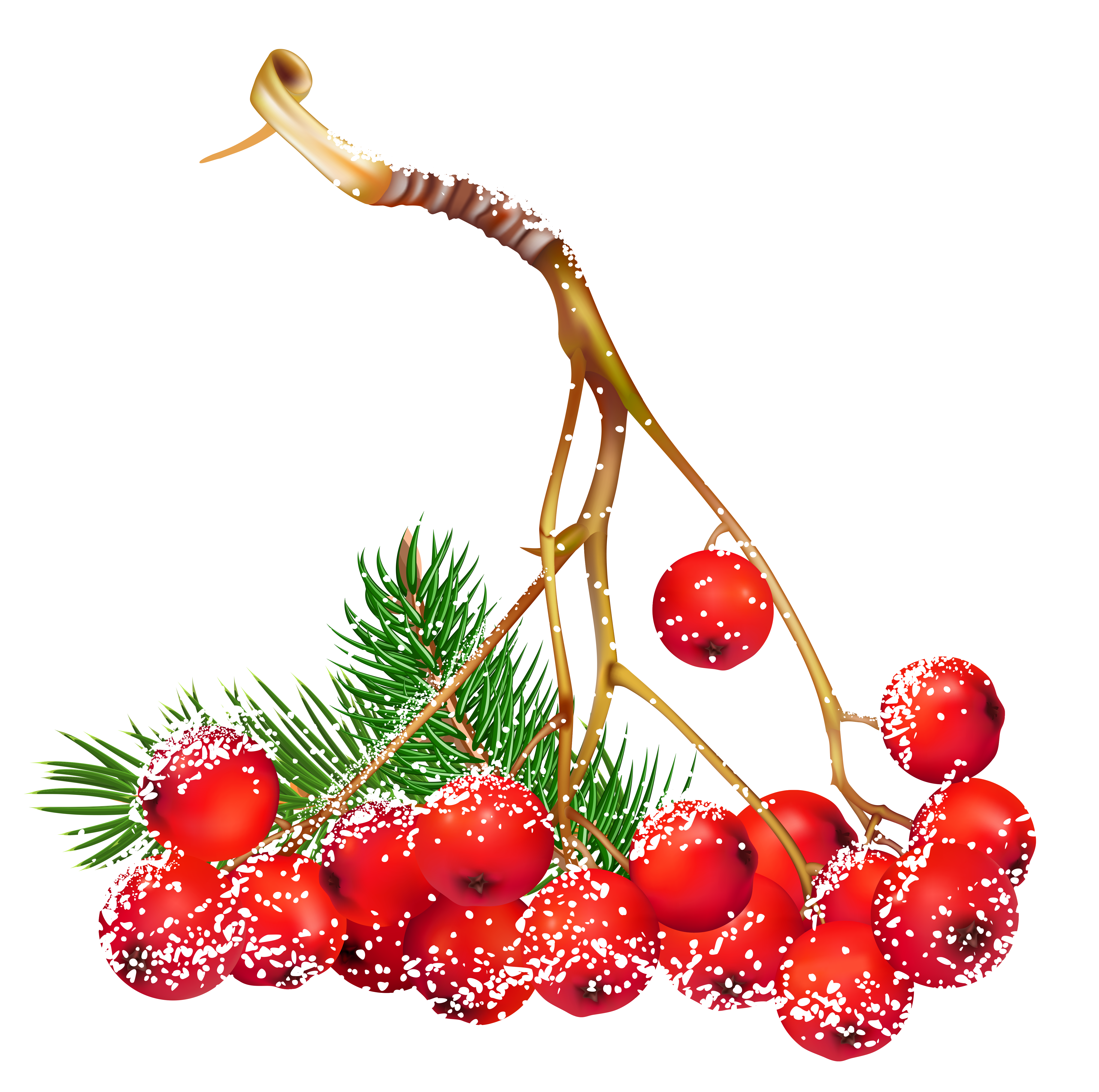 Transparent Christmas Snowy Holly Berries PNG Clipart