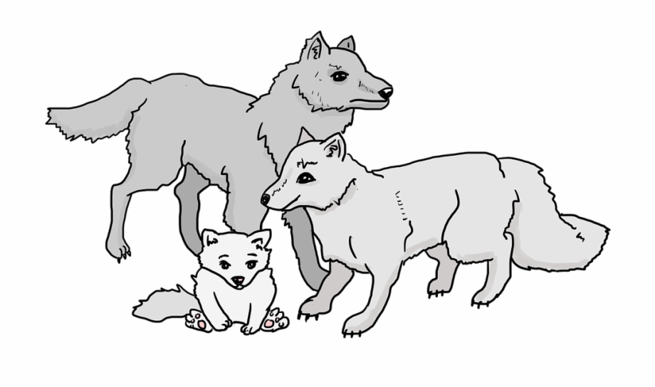 Wolves Wolf Pack Wolf Cub Family Beast Animals