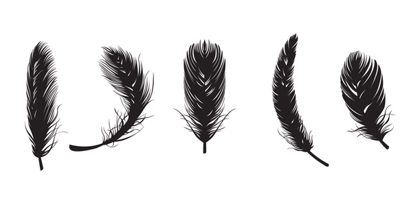 Free feather png.