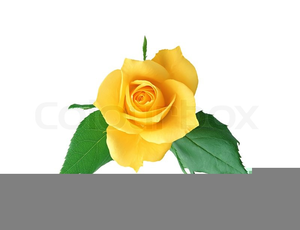 Clipart gelbe rosen.