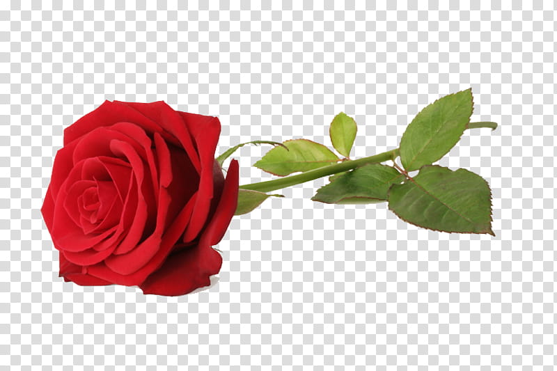 Rosen red rose.