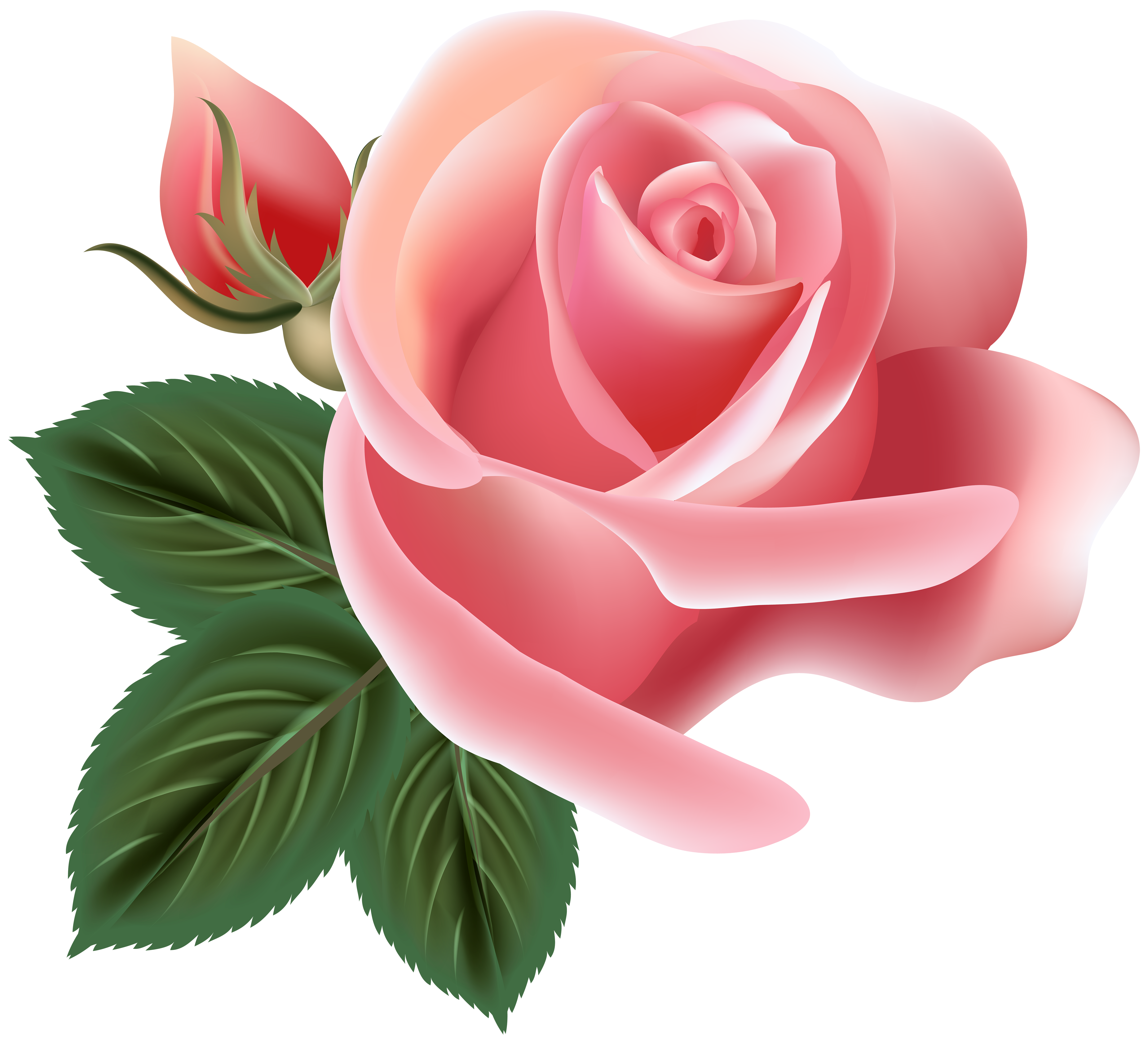 Pink Rose Clip Art PNG Image